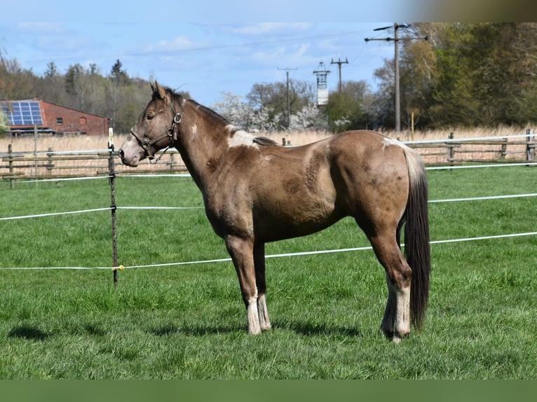American Paint Horse Wałach 2 lat 160 cm Szampańska in Ascheberg