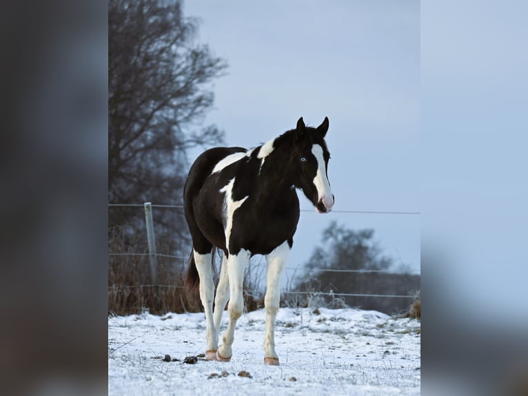 American Paint Horse Wałach 2 lat 162 cm Tovero wszelkich maści in Weichselbaum