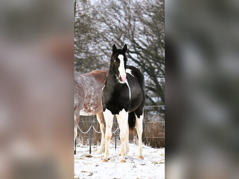 American Paint Horse Wałach 2 lat 162 cm Tovero wszelkich maści in Weichselbaum