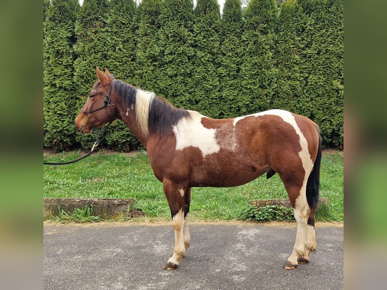 American Paint Horse Wałach 3 lat 143 cm Tobiano wszelkich maści in Villingen-Schwenningen