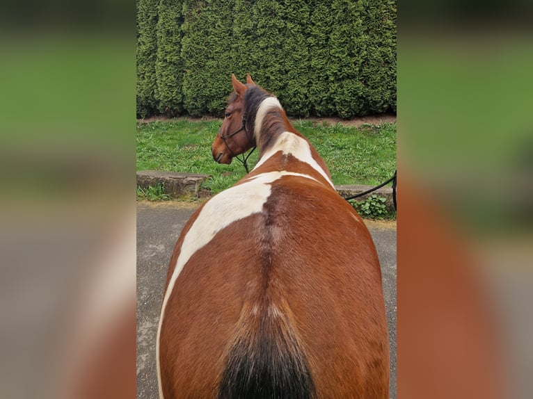 American Paint Horse Wałach 3 lat 143 cm Tobiano wszelkich maści in Villingen-Schwenningen
