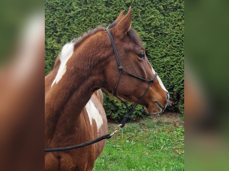 American Paint Horse Wałach 3 lat 143 cm Tobiano wszelkich maści in Villingen-Schwenningen