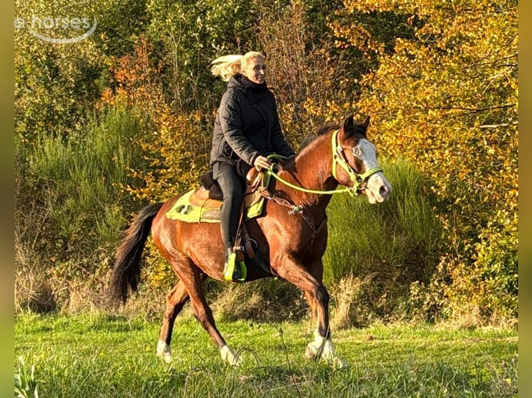 American Paint Horse Wałach 3 lat 144 cm Srokata in Linkenbach
