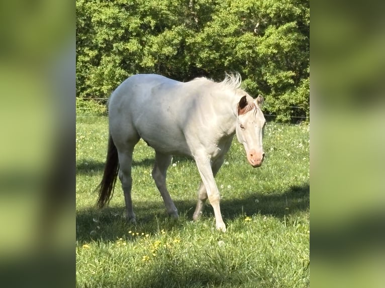 American Paint Horse Wałach 3 lat 146 cm Overo wszelkich maści in Fladungen