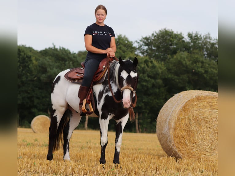 American Paint Horse Mix Wałach 3 lat 148 cm Tobiano wszelkich maści in Oberhausen