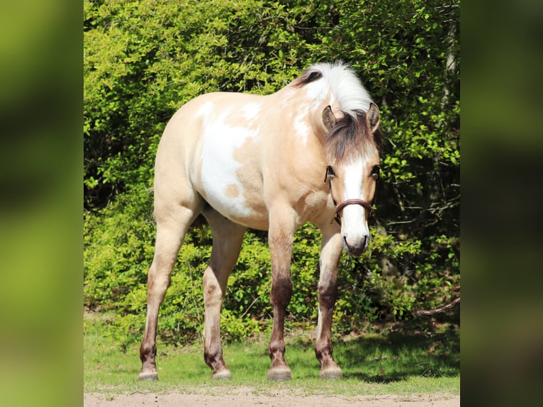 American Paint Horse Mix Wałach 3 lat 148 cm Tobiano wszelkich maści in Oberhausen