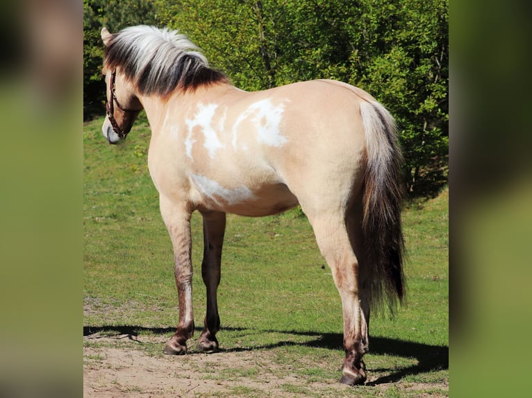 American Paint Horse Mix Wałach 3 lat 148 cm Tobiano wszelkich maści in Oberhausen