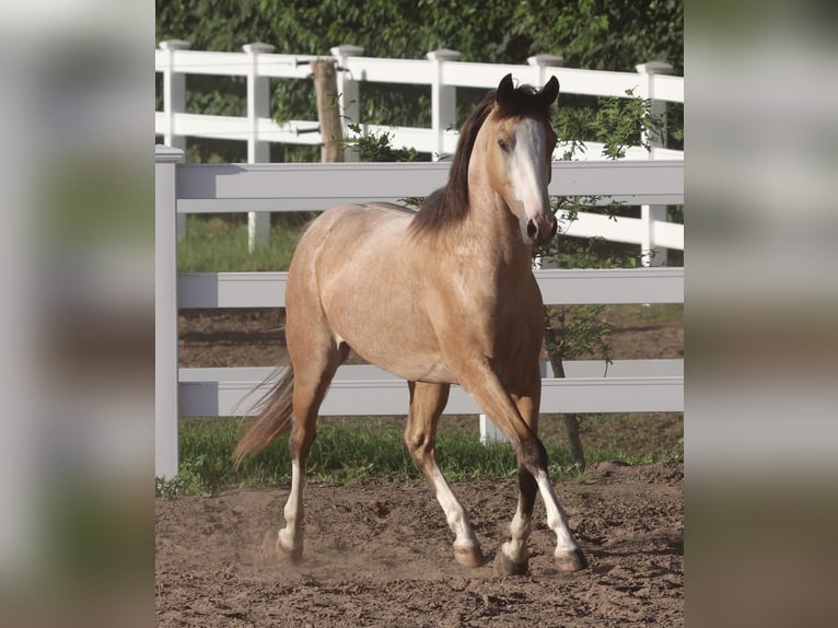 American Paint Horse Mix Wałach 3 lat 150 cm Jelenia in Oberhausen