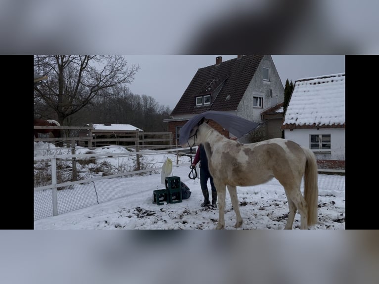 American Paint Horse Mix Wałach 3 lat 150 cm Srokata in Marienmünster