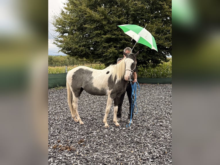 American Paint Horse Wałach 3 lat 150 cm Tovero wszelkich maści in Neckarwestheim