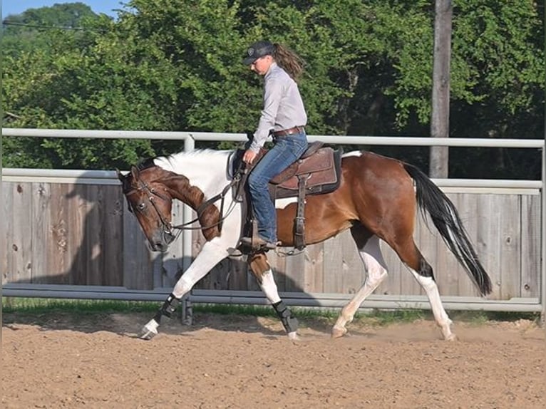 American Paint Horse Wałach 3 lat 152 cm Gniada in Stephenville