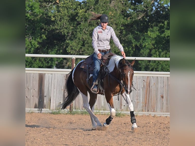 American Paint Horse Wałach 3 lat 152 cm Gniada in Stephenville