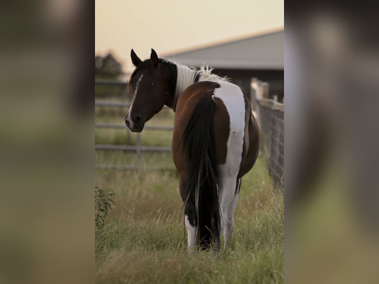 American Paint Horse Wałach 3 lat 152 cm Gniada in Stephenville