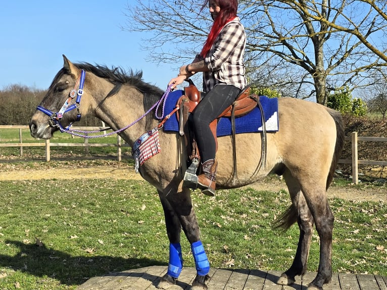 American Paint Horse Mix Wałach 3 lat 152 cm Grullo in Linkenbach