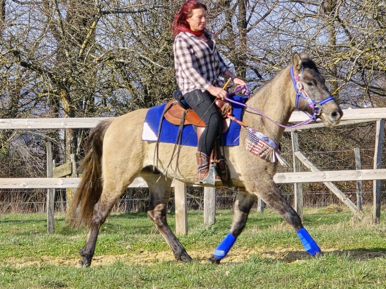 American Paint Horse Mix Wałach 3 lat 152 cm Grullo in Linkenbach
