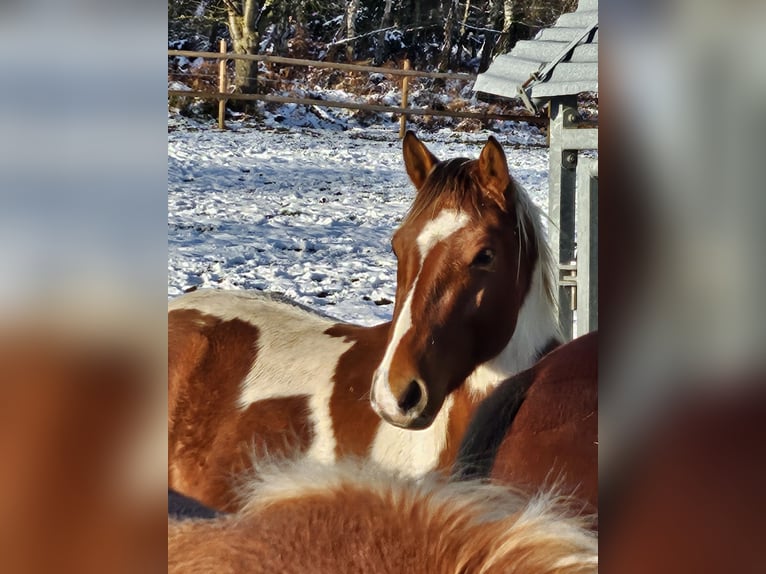 American Paint Horse Wałach 3 lat 152 cm Srokata in Langerwehe