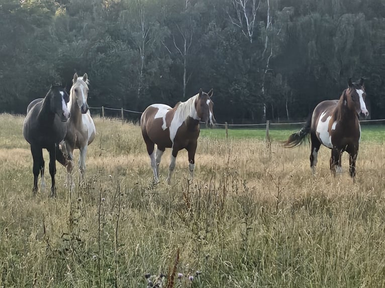 American Paint Horse Wałach 3 lat 152 cm Srokata in Langerwehe