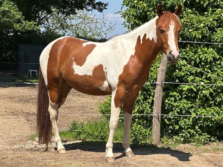 American Paint Horse Wałach 3 lat 152 cm Tobiano wszelkich maści in Bemelen