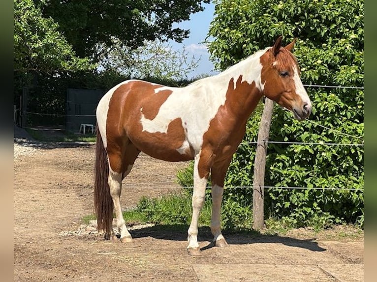 American Paint Horse Wałach 3 lat 152 cm Tobiano wszelkich maści in Bemelen