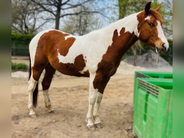 American Paint Horse Wałach 3 lat 152 cm Tobiano wszelkich maści in Bemelen