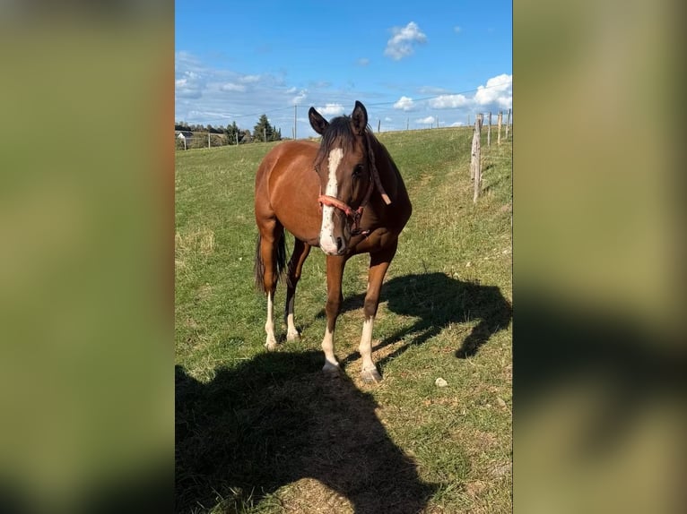 American Paint Horse Mix Wałach 3 lat 153 cm  in Daleiden
