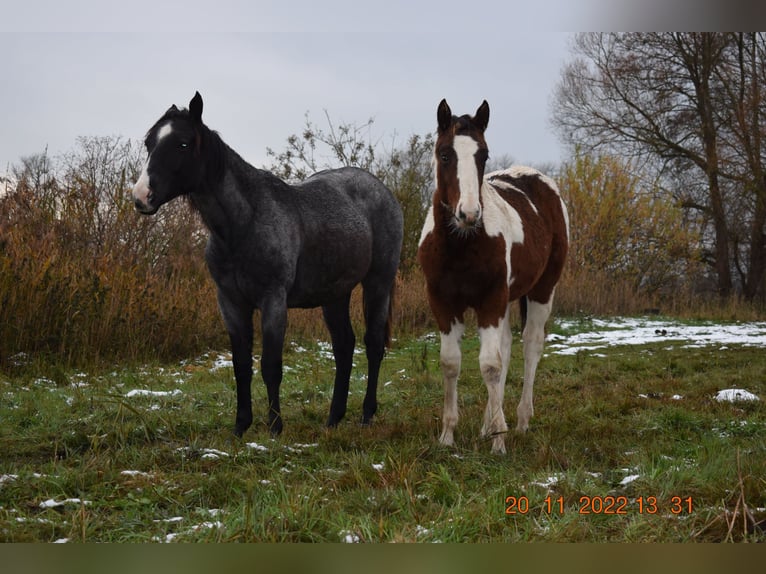 American Paint Horse Wałach 3 lat 153 cm Tobiano wszelkich maści in Neustadt Dosse