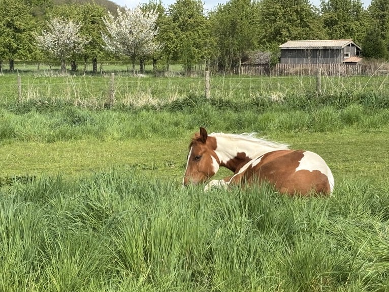 American Paint Horse Wałach 3 lat 153 cm Tobiano wszelkich maści in Bemelen