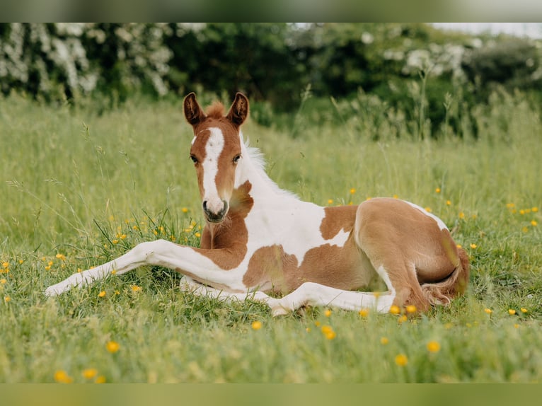American Paint Horse Wałach 3 lat 153 cm Tobiano wszelkich maści in Bemelen