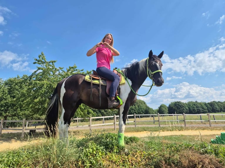 American Paint Horse Wałach 3 lat 155 cm Srokata in Linkenbach