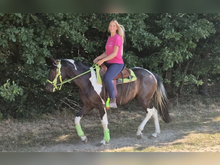 American Paint Horse Wałach 3 lat 155 cm Srokata in Linkenbach