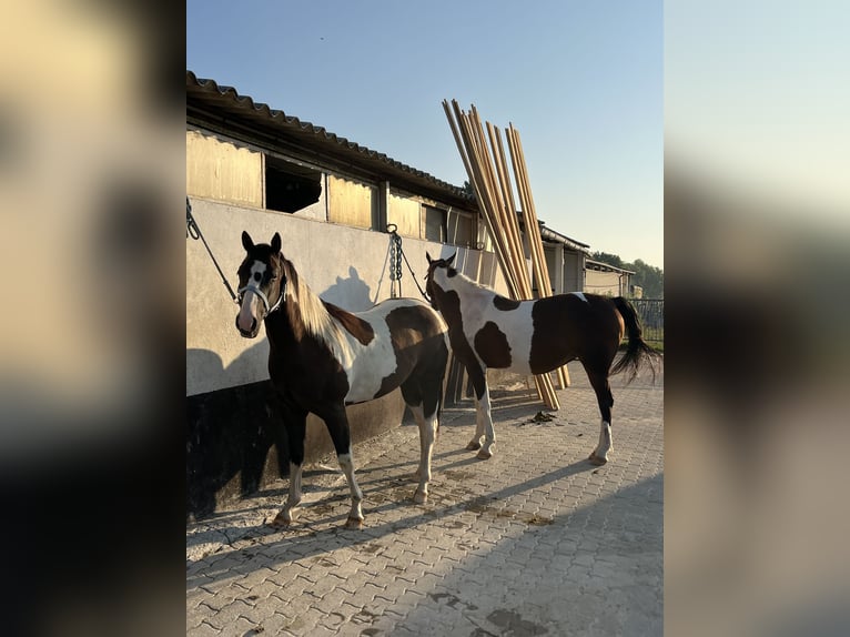 American Paint Horse Wałach 3 lat 155 cm Tobiano wszelkich maści in Kappelen