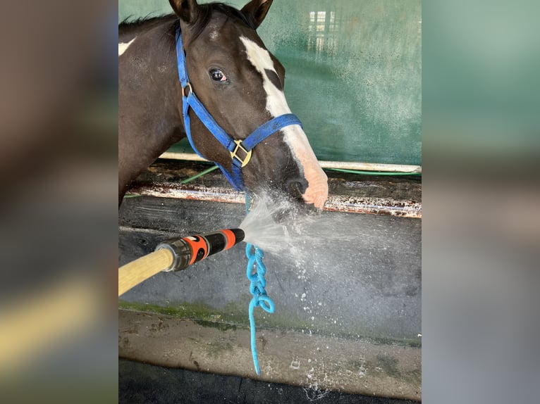 American Paint Horse Wałach 3 lat 155 cm Tobiano wszelkich maści in Kappelen