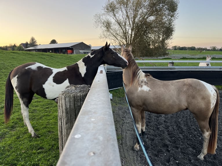 American Paint Horse Wałach 3 lat 155 cm Tobiano wszelkich maści in Kappelen