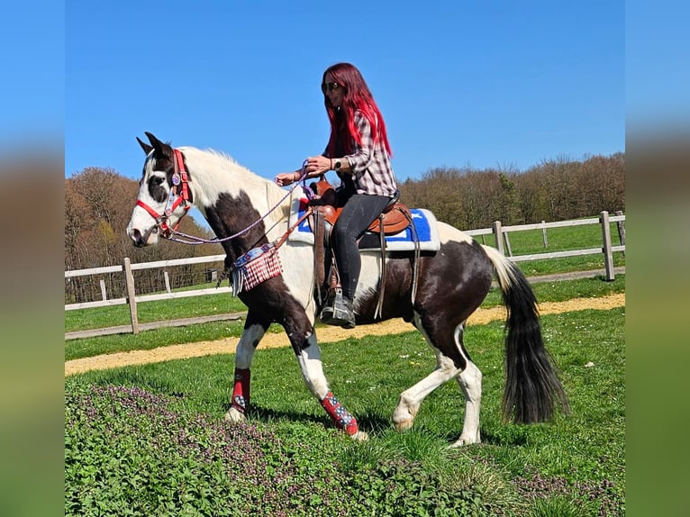 American Paint Horse Mix Wałach 3 lat 156 cm Srokata in Linkenbach