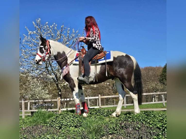 American Paint Horse Mix Wałach 3 lat 156 cm Srokata in Linkenbach