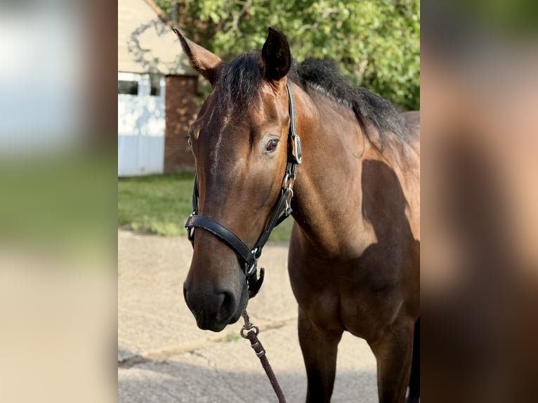 American Paint Horse Wałach 3 lat 159 cm Gniada in Geel