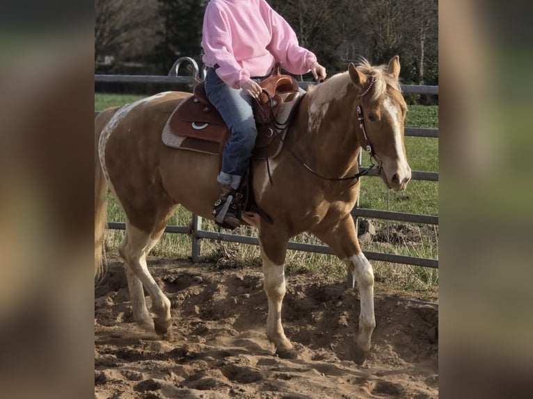 American Paint Horse Wałach 3 lat 160 cm Szampańska in Stadthagen