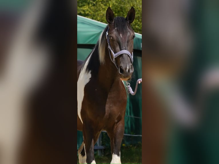 American Paint Horse Mix Wałach 3 lat 160 cm Tobiano wszelkich maści in Reichshof