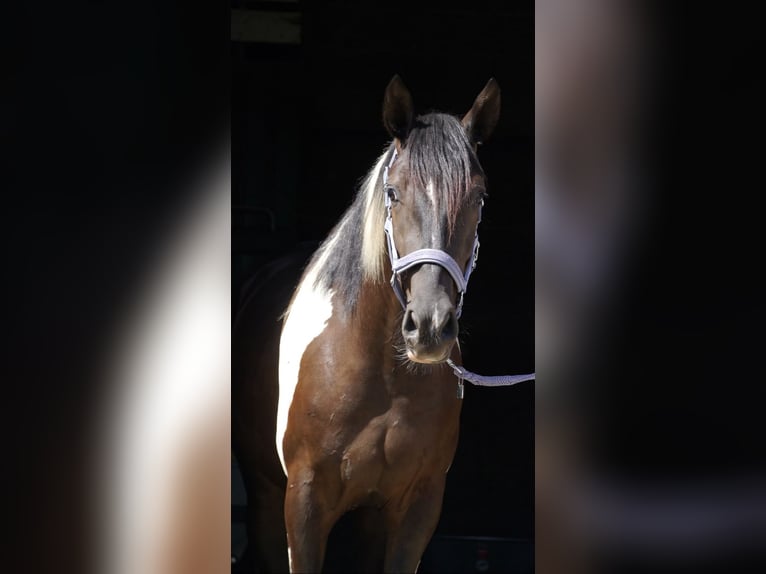 American Paint Horse Mix Wałach 3 lat 160 cm Tobiano wszelkich maści in Reichshof
