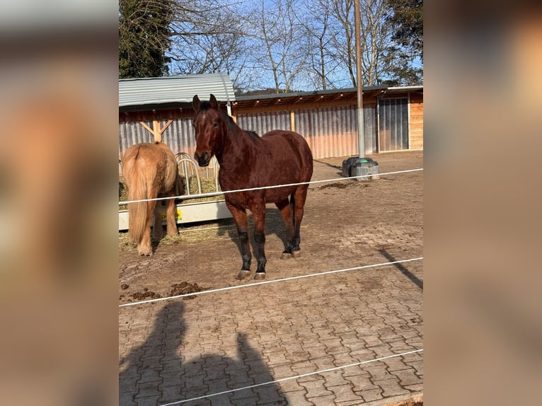 American Paint Horse Wałach 3 lat Gniada in Balingen