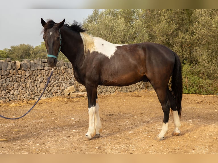 American Paint Horse Wałach 3 lat Tovero wszelkich maści in Algaida