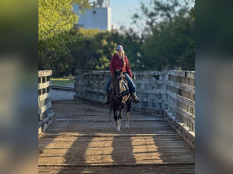 American Paint Horse Wałach 4 lat 142 cm Tobiano wszelkich maści in Poolville TX