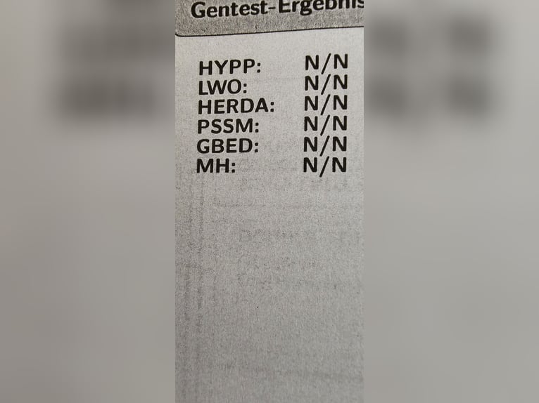 American Paint Horse Wałach 4 lat 145 cm Gniada in Biberach an der Ri&#xDF;