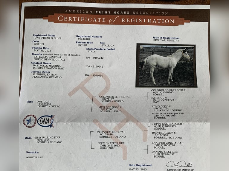 American Paint Horse Wałach 4 lat 146 cm Overo wszelkich maści in Fladungen