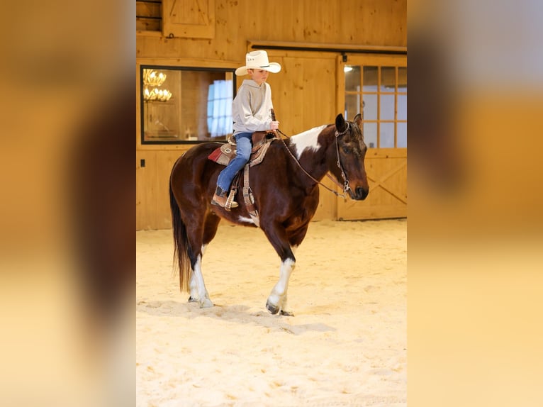 American Paint Horse Wałach 4 lat 147 cm Gniada in Needmore