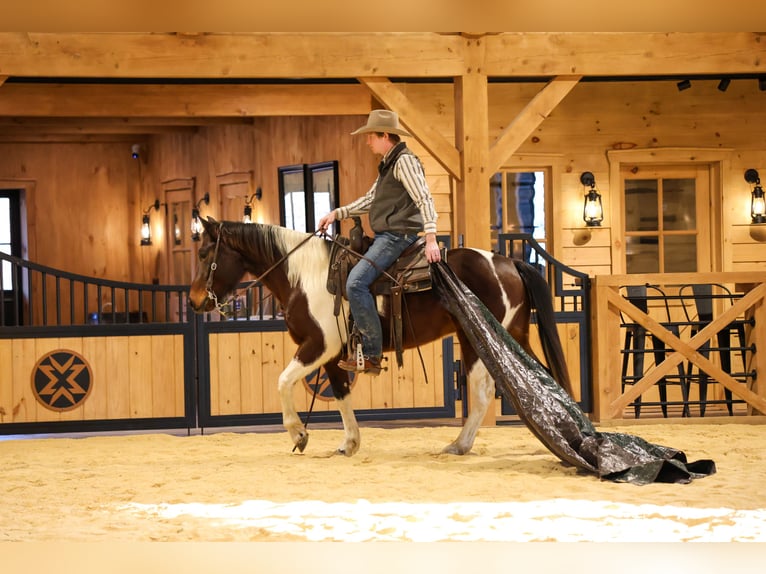 American Paint Horse Wałach 4 lat 147 cm Gniada in Needmore