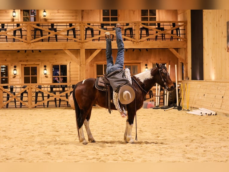 American Paint Horse Wałach 4 lat 147 cm Gniada in Needmore