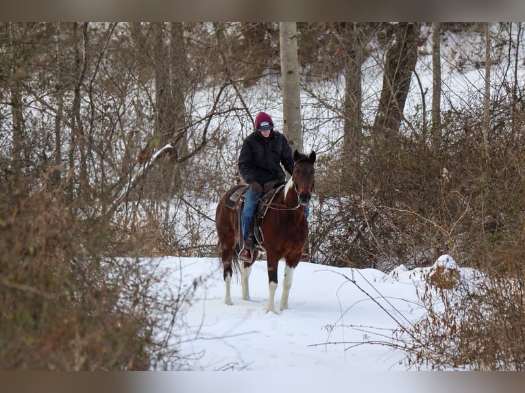 American Paint Horse Wałach 4 lat 147 cm Gniada in Needmore