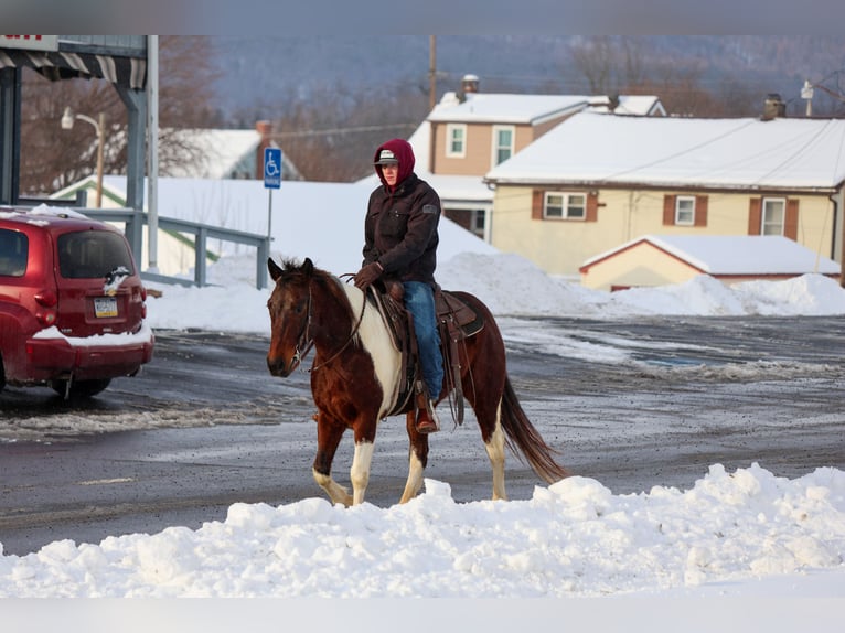 American Paint Horse Wałach 4 lat 147 cm Gniada in Needmore