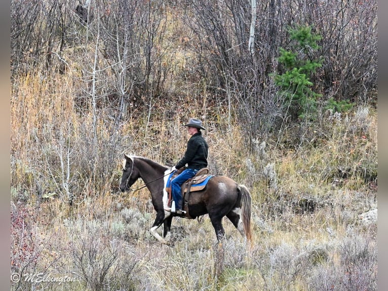 American Paint Horse Wałach 4 lat 147 cm Srokata in Rigby
